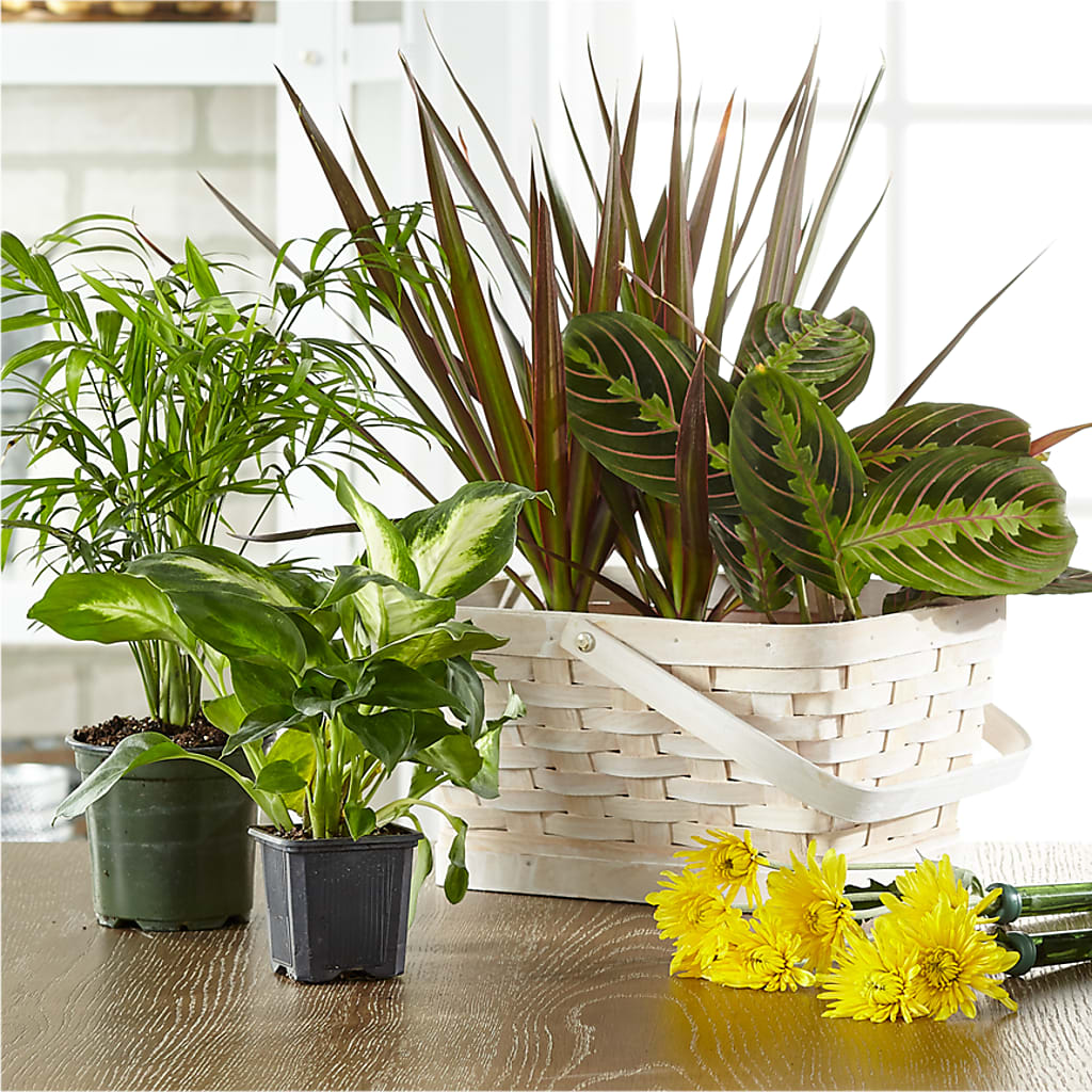 Florist Designed Blooming and Green Plants in a Basket – HELEN'S FLORAL SHOPPE, Phillipsburg NJ