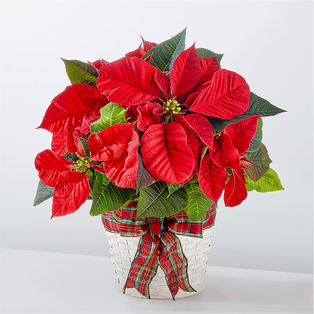 Happiest Holidays Poinsettia – HELEN'S FLORAL SHOPPE, Phillipsburg NJ