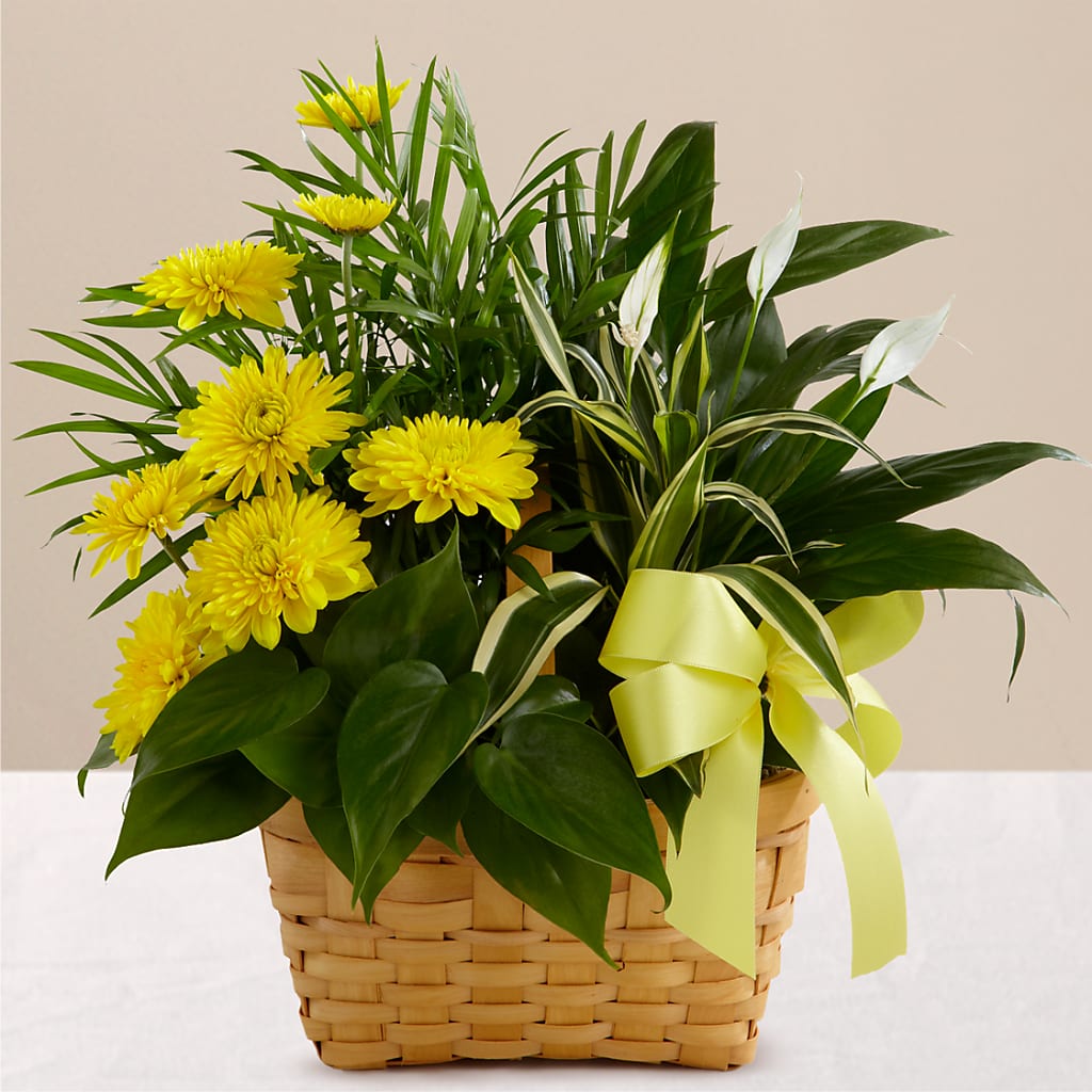 Loving Light Dishgarden – HELEN'S FLORAL SHOPPE, Phillipsburg NJ