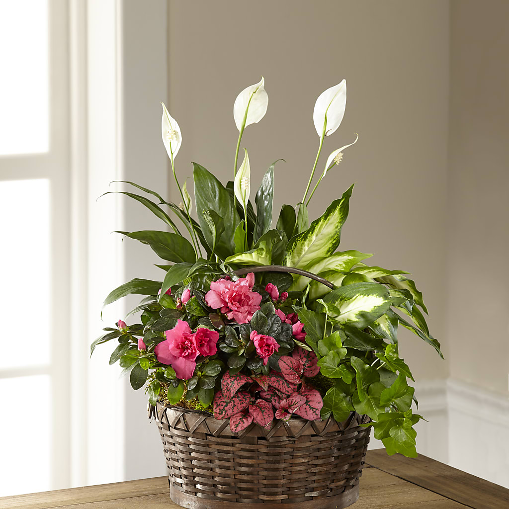 Dream in Pink Dishgarden – HELEN'S FLORAL SHOPPE, Phillipsburg NJ