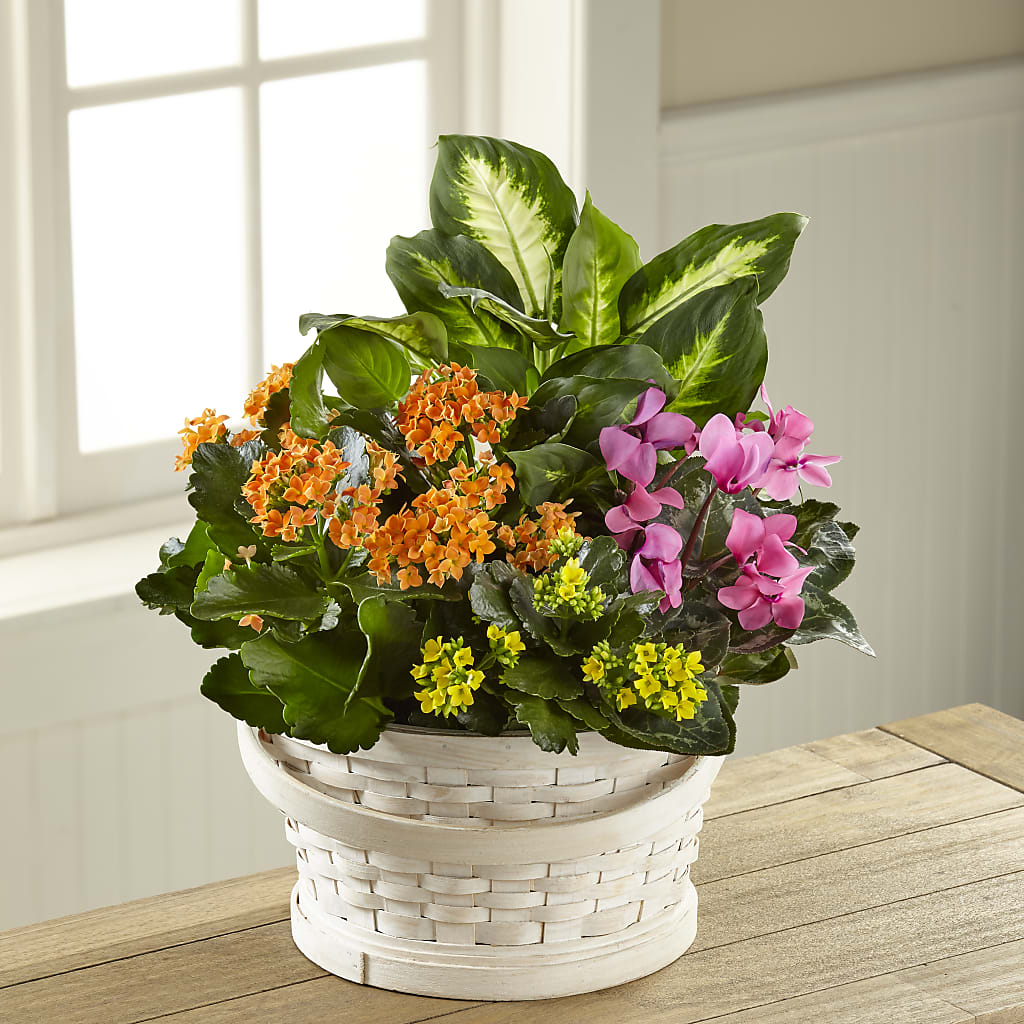 Color Crush Dishgarden – HELEN'S FLORAL SHOPPE, Phillipsburg NJ
