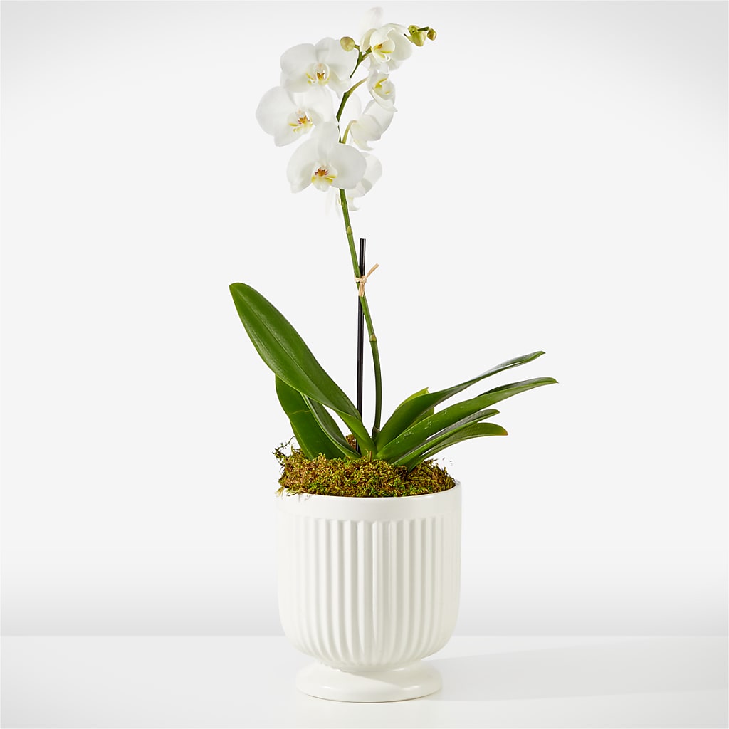 Whispering White Orchid – HELEN'S FLORAL SHOPPE, Phillipsburg NJ