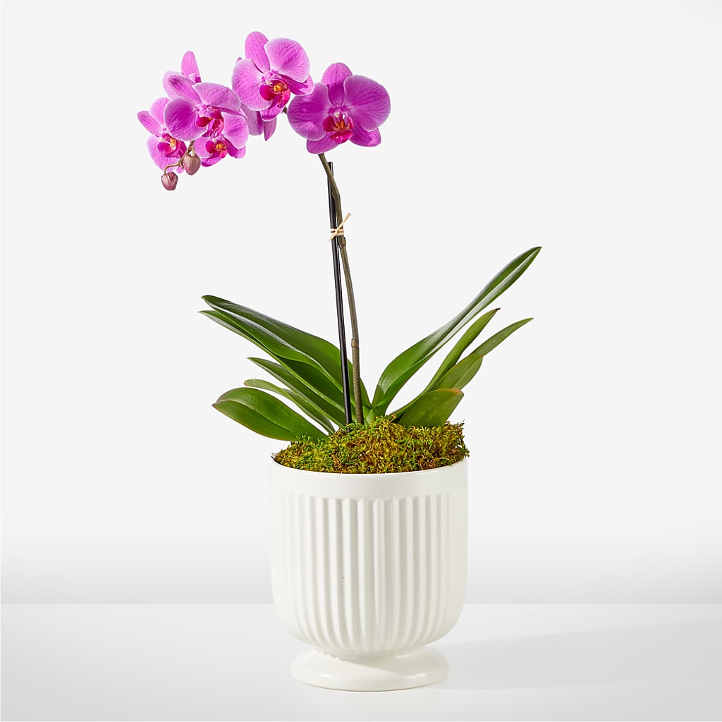 Friendly Fuchsia Orchid – HELEN'S FLORAL SHOPPE, Phillipsburg NJ