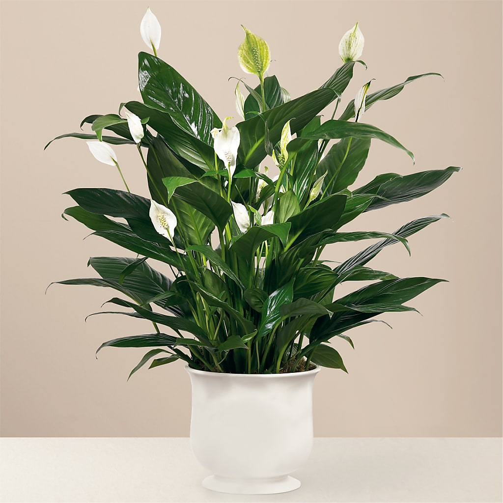 Comfort Planter – HELEN'S FLORAL SHOPPE, Phillipsburg NJ