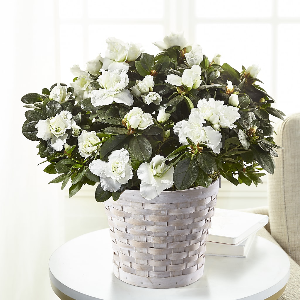 White Azalea Plant – HELEN'S FLORAL SHOPPE, Phillipsburg NJ