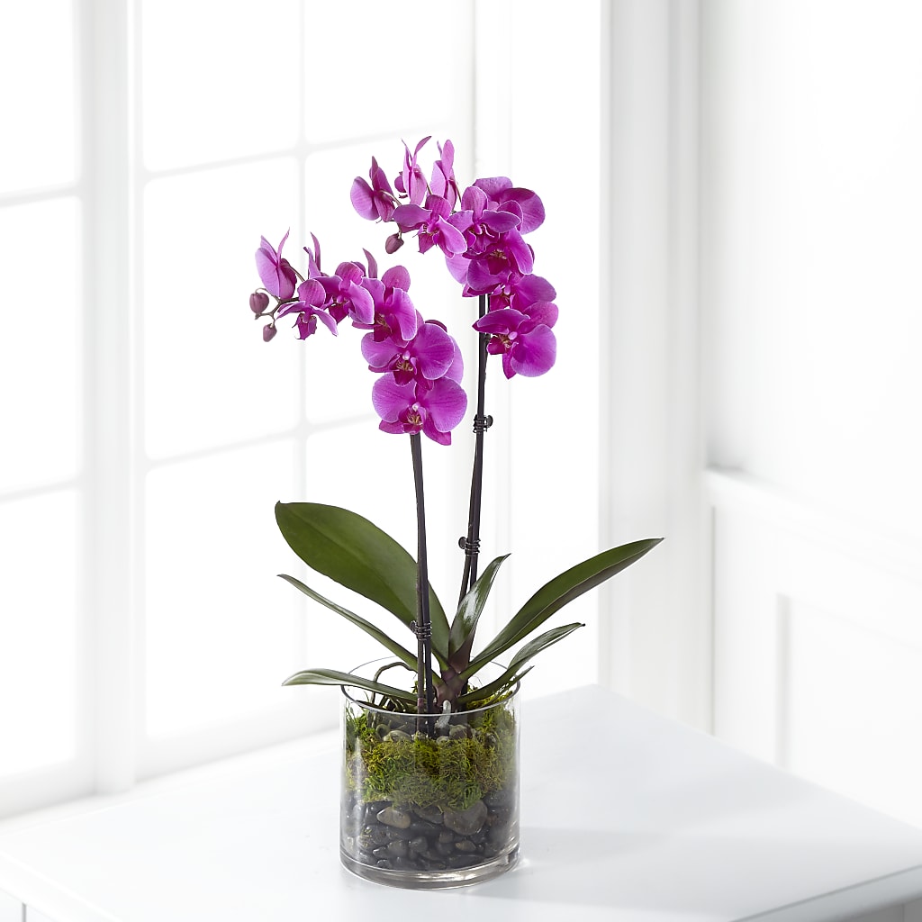 Pink Orchid Plant – HELEN'S FLORAL SHOPPE, Phillipsburg NJ