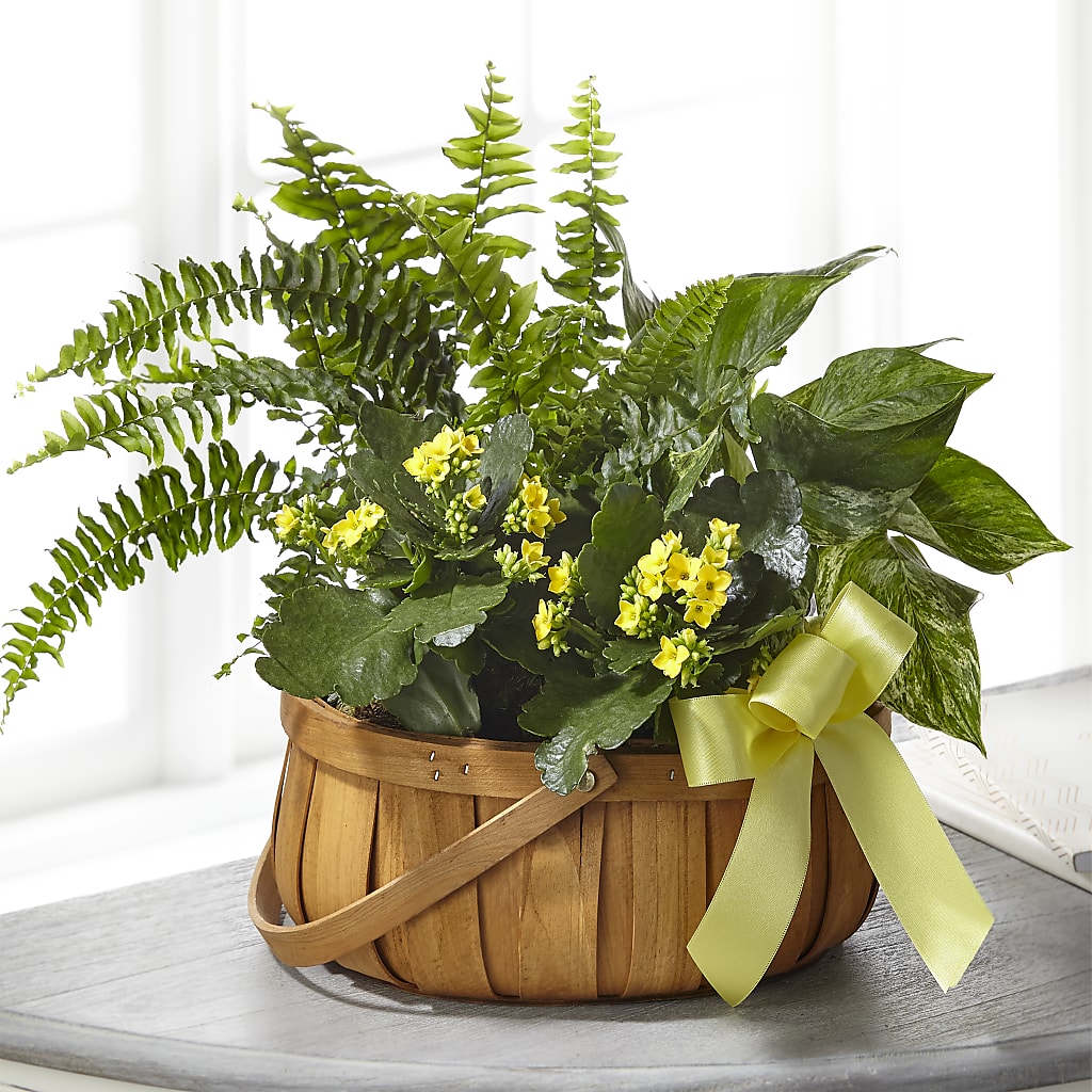 Always Dear Dishgarden – HELEN'S FLORAL SHOPPE, Phillipsburg NJ