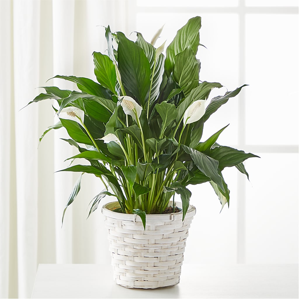 A New Leaf Peace Lily – HELEN'S FLORAL SHOPPE, Phillipsburg NJ