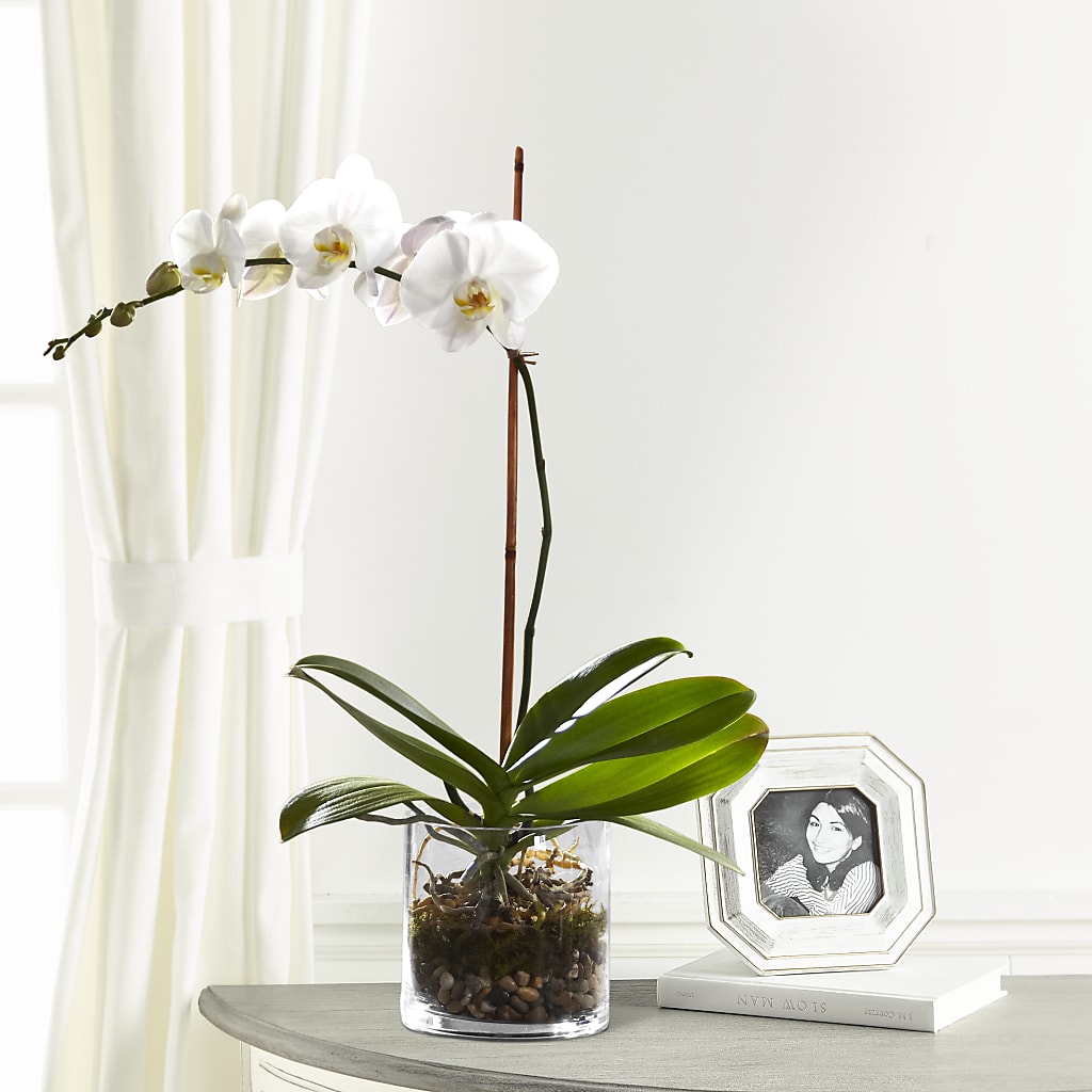 White Orchid Planter – HELEN'S FLORAL SHOPPE, Phillipsburg NJ