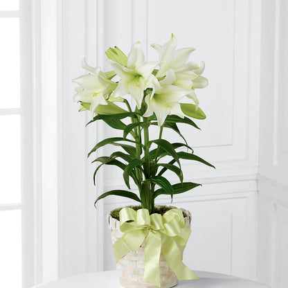 Easter Lily Plant – HELEN'S FLORAL SHOPPE, Phillipsburg NJ