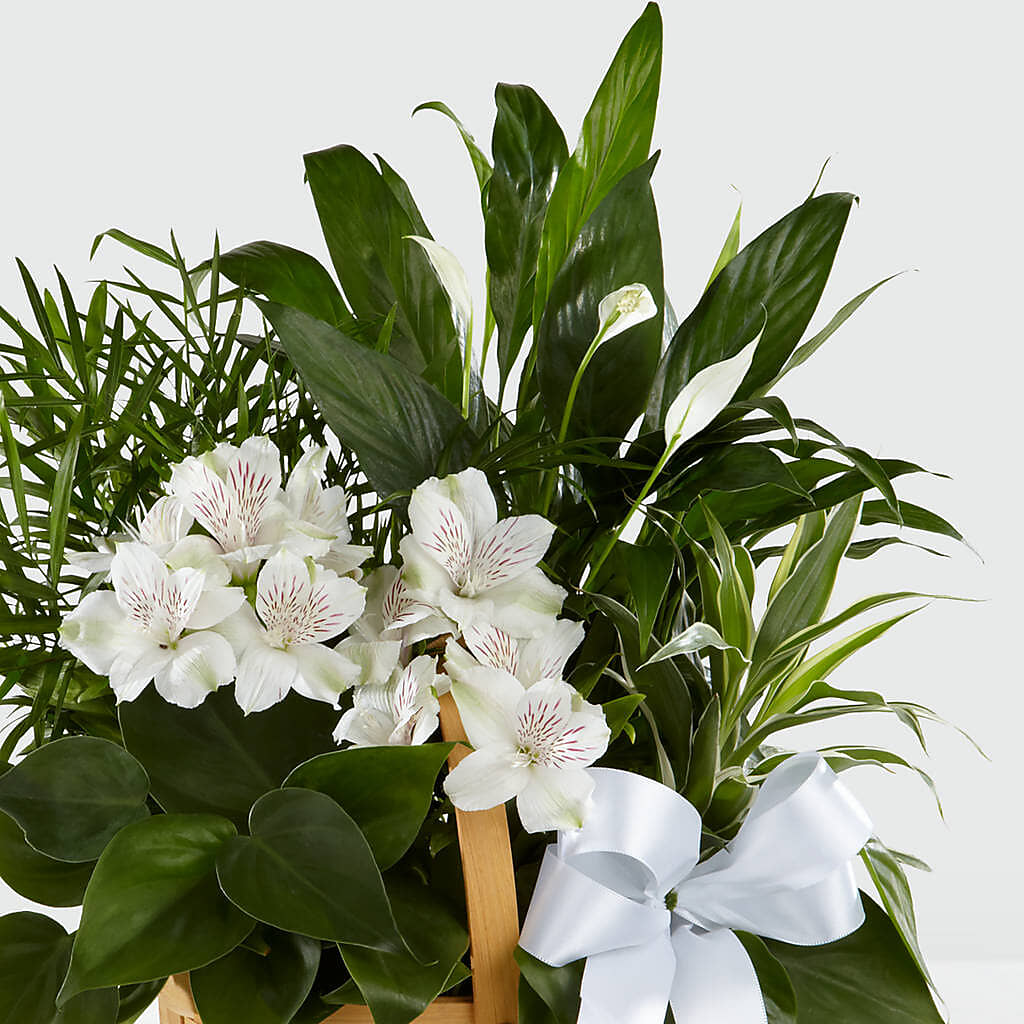 Peace & Serenity Dishgarden – HELEN'S FLORAL SHOPPE, Phillipsburg NJ