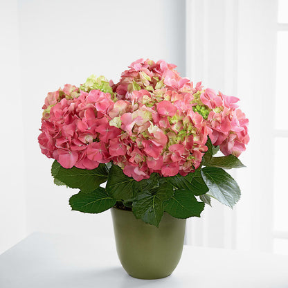 Pink Hydrangea Planter – HELEN'S FLORAL SHOPPE, Phillipsburg NJ
