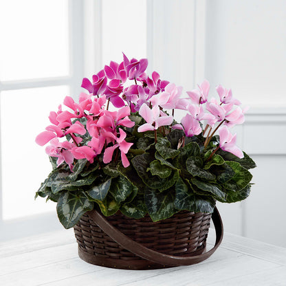 Mixed Cyclamen Planter – HELEN'S FLORAL SHOPPE, Phillipsburg NJ