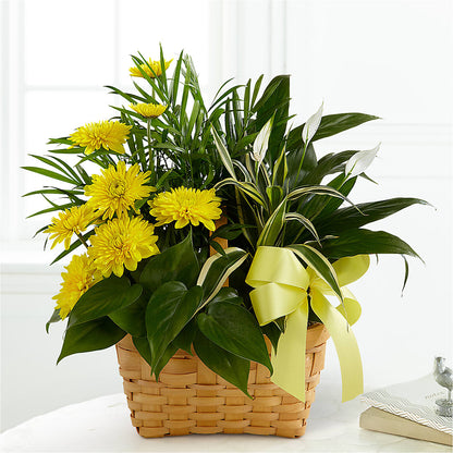 Loving Light Dishgarden – HELEN'S FLORAL SHOPPE, Phillipsburg NJ