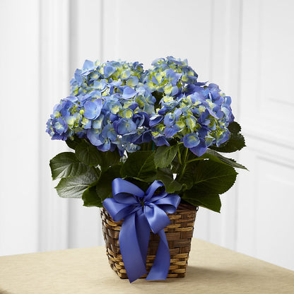 Blue Hydrangea Planter – HELEN'S FLORAL SHOPPE, Phillipsburg NJ