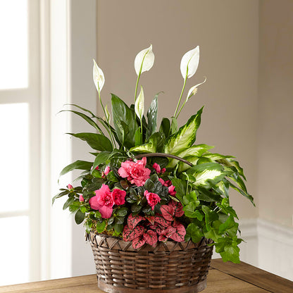 Dream in Pink Dishgarden – HELEN'S FLORAL SHOPPE, Phillipsburg NJ