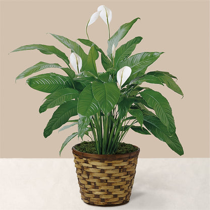 Tranquil Moments Peace Lily Plant – HELEN'S FLORAL SHOPPE, Phillipsburg NJ
