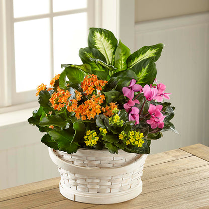 Color Crush Dishgarden – HELEN'S FLORAL SHOPPE, Phillipsburg NJ
