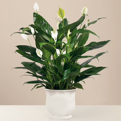 Comfort Planter – HELEN'S FLORAL SHOPPE, Phillipsburg NJ