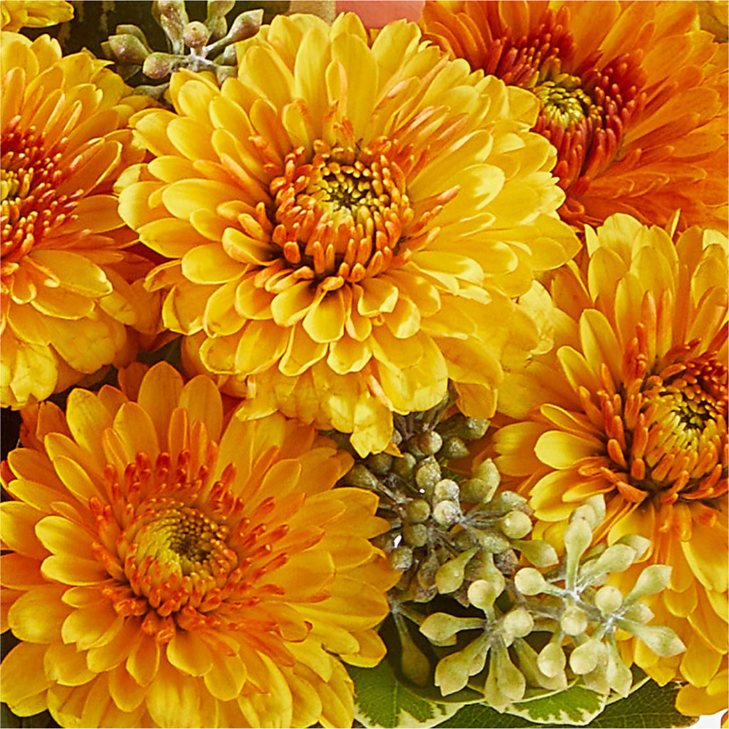 Peachy Pumpkin – HELEN'S FLORAL SHOPPE, Phillipsburg NJ