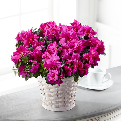 Hope & Serenity Azalea Plant – HELEN'S FLORAL SHOPPE, Phillipsburg NJ