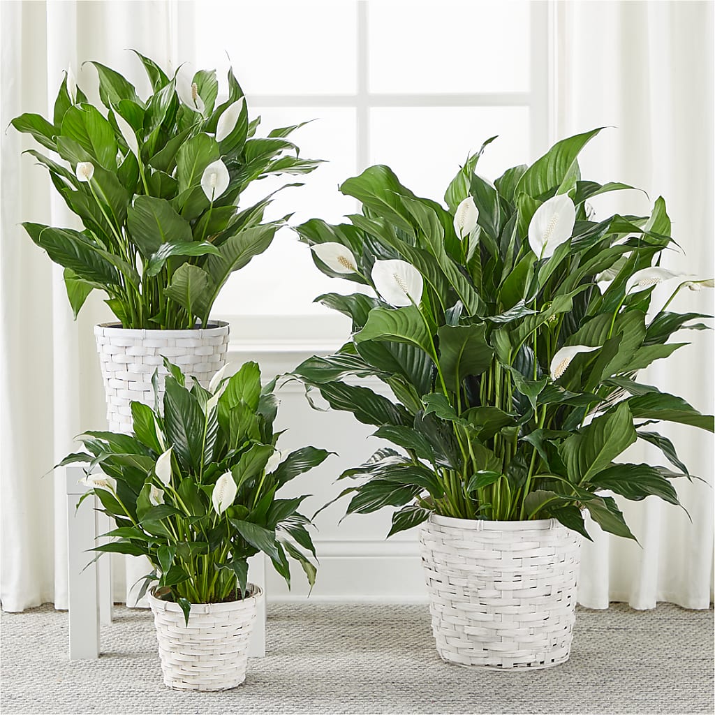 A New Leaf Peace Lily – HELEN'S FLORAL SHOPPE, Phillipsburg NJ
