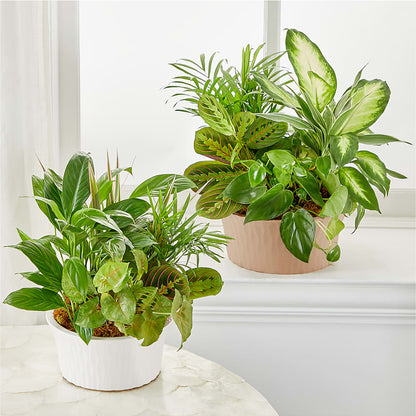 Balance & Harmony Dishgarden – HELEN'S FLORAL SHOPPE, Phillipsburg NJ