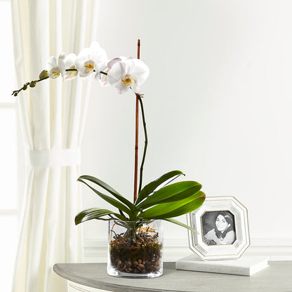 White Orchid Planter – HELEN'S FLORAL SHOPPE, Phillipsburg NJ