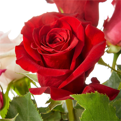 Love Notes Rose Bouquet – HELEN'S FLORAL SHOPPE, Phillipsburg NJ